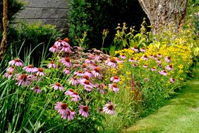 beautiful perennial flower bed with a predominance of purple in the garden and parks with bulbs and coneflower