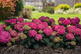 Endless Summer Summer Crush Hydrangea with pink blooms