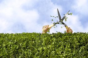 Man cutting hedge with trimmings flying (only arms visible)