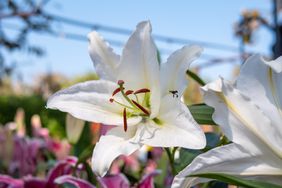 how-to-grow-an-easter-lily-GettyImages-1372620289