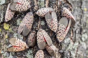 Spotted-Lanternflies-realsimple-GettyImages-1334543278